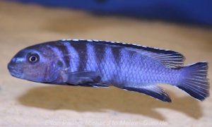 Tropheops kamtambo 'chimwalani'